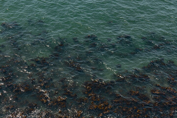 lots of algae in green water near the sea coast