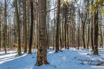 Landscapes - Forest - Europe, Romania, Suceava region