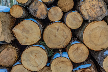 Landscapes - Forest - Europe, Romania, Suceava region