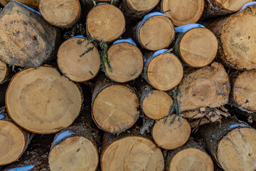 Landscapes - Forest - Europe, Romania, Suceava region