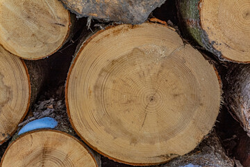 Naklejka premium Landscapes - Forest - Europe, Romania, Suceava region