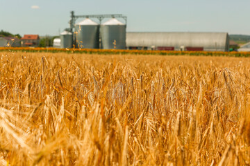 A golden wheat field bathed in early sunlight, the serene natural landscape marred by the looming...