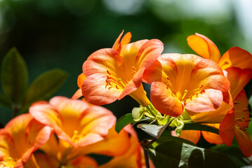 Fototapeta premium Close up view on Rhododendron Vireya (vireyas) a tropical Rhododendron species in the real garden. 