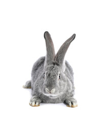 Fluffy grey rabbit on white background. Cute pet