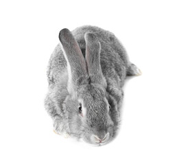 Fluffy grey rabbit on white background. Cute pet