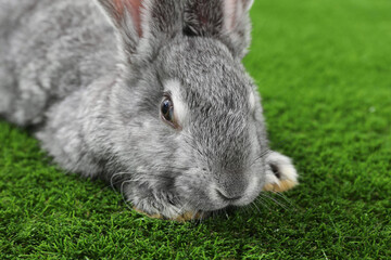 Fluffy grey rabbit on green grass, closeup. Space for text