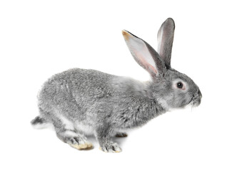 Obraz premium Fluffy grey rabbit on white background. Cute pet
