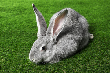 Fluffy grey rabbit on green grass. Cute pet