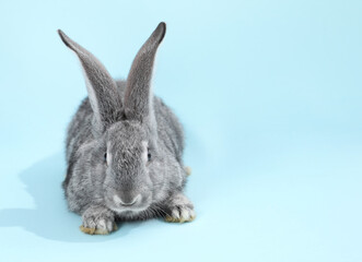 Obraz premium Fluffy grey rabbit on light blue background, space for text