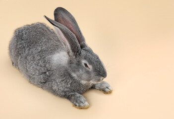 Fluffy grey rabbit on beige background, space for text. Cute pet
