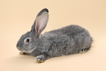 Fluffy grey rabbit on beige background. Cute pet