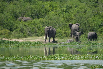 Obraz premium African elephant family with calf near the water and green vegetation at Kazinga Channel, Uganda, showing wild safari animals in their natural wetland habitat.