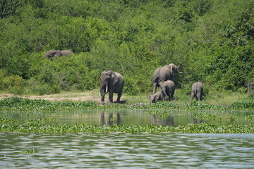 Obraz premium African elephant family with calf near the water and green vegetation at Kazinga Channel, Uganda, showing wild safari animals in their natural wetland habitat.