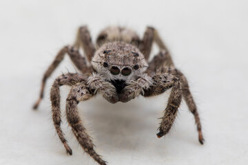 Up close and personal with a female platycryptus spider.