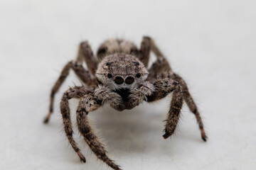 Up close and personal with a female platycryptus spider.