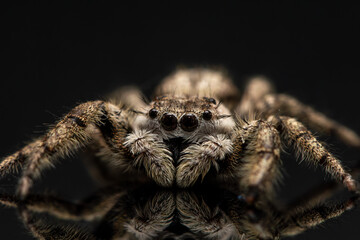 Up close and personal with a female platycryptus spider.