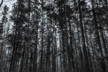 Landscapes - Forest - Europe, Romania, Suceava region