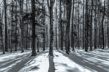 Obraz premium Landscapes - Forest - Europe, Romania, Suceava region