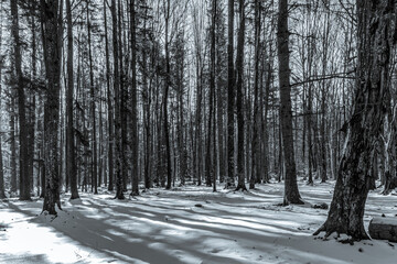 Landscapes - Forest - Europe, Romania, Suceava region