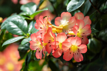 Fototapeta premium Beautiful flowers of Virea (Rhododendron), tropical flowers in the real garden.