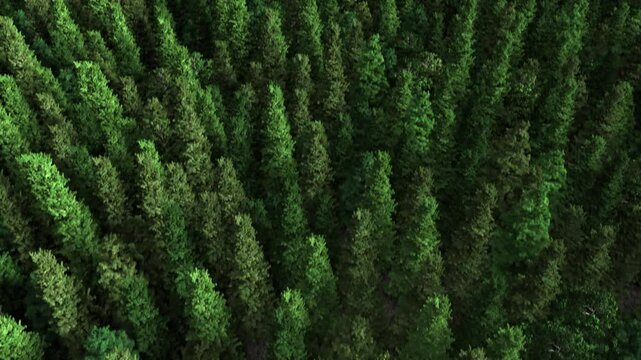 Aerial view flying over a forest, daytime view, seamless loop.