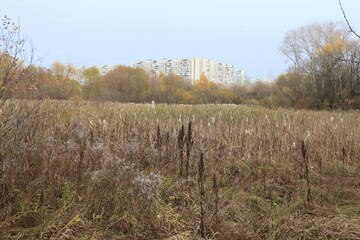 View of plants in a swamp. Moscow. Russia.
