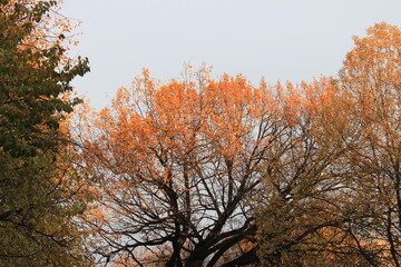 Yellow leaves on the branches of a tree illuminated by the sun . Moscow.Russia.