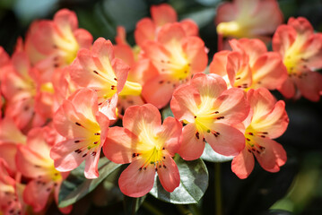 Beautiful flowers of Virea (Rhododendron), tropical flowers in the real garden.