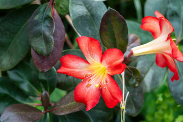 Beautiful flowers of Virea (Rhododendron), tropical flowers in the real garden.