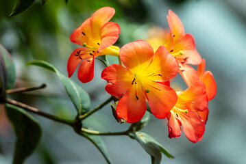 Fototapeta premium Beautiful flowers of Virea (Rhododendron), tropical flowers in the real garden.