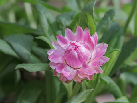 closeup of spring pink flower bud in the garden