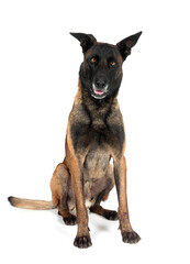 malinois in studio