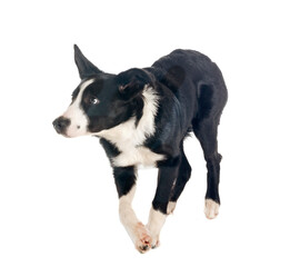 Obraz premium puppy border collie