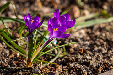 Crocuses against a blurry background.