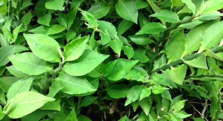 Green leaves background. Natural green leaves background. Green leaves background.