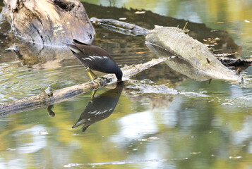 Head of moorhen in water, moorhen reflected in pond, yellow-green reflection in water, tree trunks lying on water surface, large claws of moorhen looking for food, beautiful Gallinula chloropus