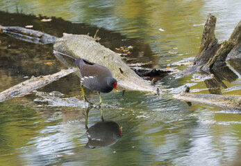 moorhen with large claws, moorhen reflected in pond, yellow-green reflection in water, tree trunks lying on water surface, moorhen looking for food, beautiful Gallinula chloropus