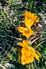 Krokus künstlerisch