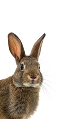 Fototapeta premium Close-Up of a Brown Rabbit on White Background