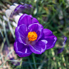 Krokus künstlerisch