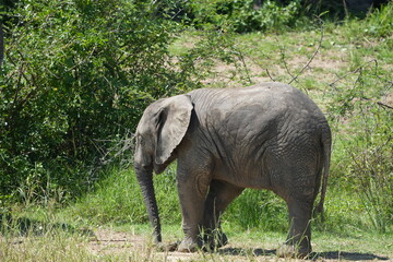 Obraz premium portrait of a cute baby elephant