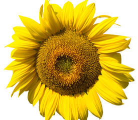 Fototapeta premium Bright golden sunflower field at sunset.