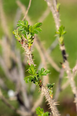 rose hip branches in spring closeup