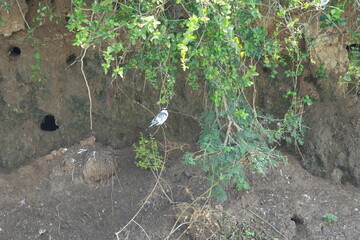 Obraz premium black and white kingfisher bird sitting on branches around the kazinga channel in queen Elizabeth national park uganda