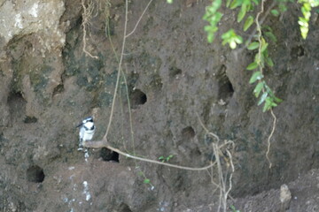 black and white kingfisher bird sitting on branches around the kazinga channel in queen Elizabeth national park uganda