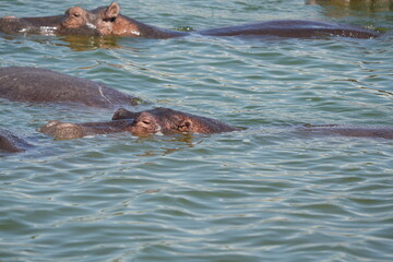 hippos in the water of the kazinga channel queen elizabeth national park uganda, hippopotamus wallpaper