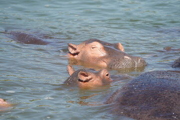 close up of hippos (hippotamus) laying in a hippo pool in the serengeti national park tanzania