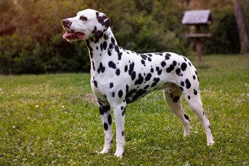 Dalmatian dog outdoor posing in the sun