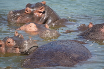 portrait and wallpaper of hippo heads in the hippo pool in the seregenti national park tanzania
