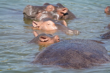 portrait and wallpaper of hippo heads in the hippo pool in the seregenti national park tanzania